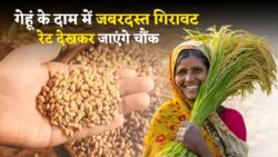 गेहूं के दाम में जबरदस्त बदलाव — आज के रेट देखकर किसान और घर-घर वाले दोनों दंग Gehu ka Bhav Today नवंबर 2025