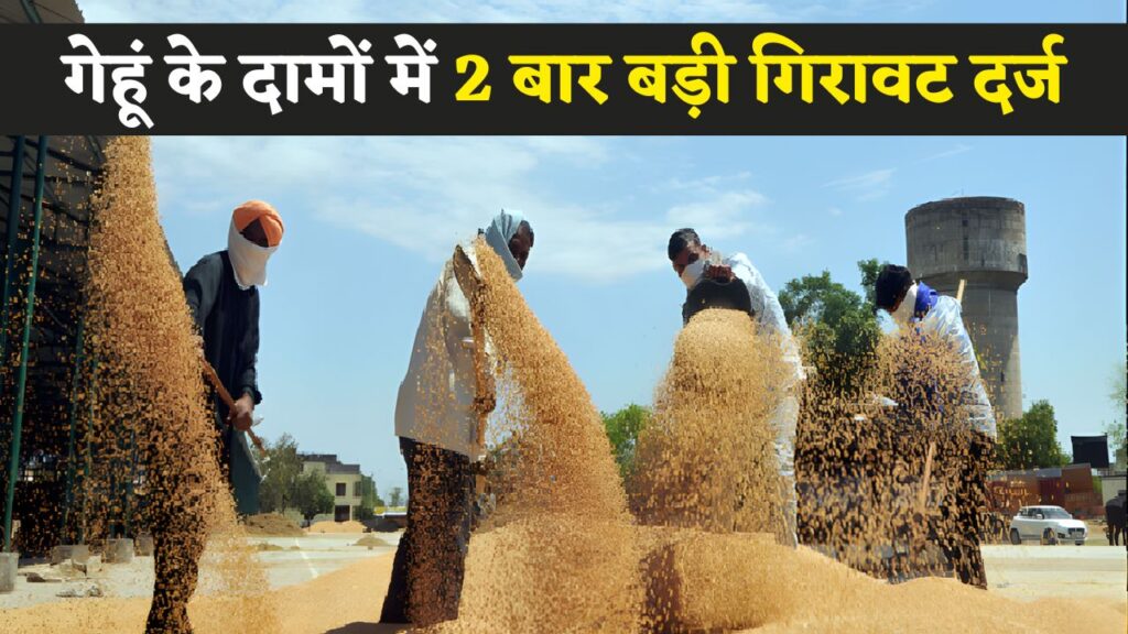 Wheat Price Drop 2025